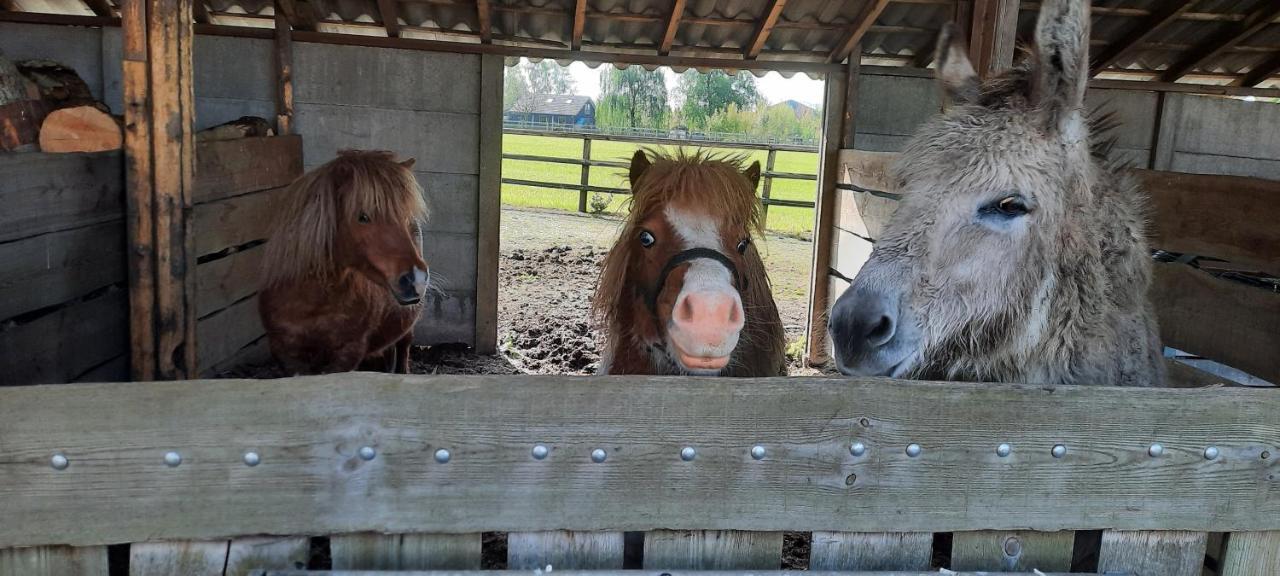 Vakantieboerderij Aardenhof Sevenum Zewnętrze zdjęcie